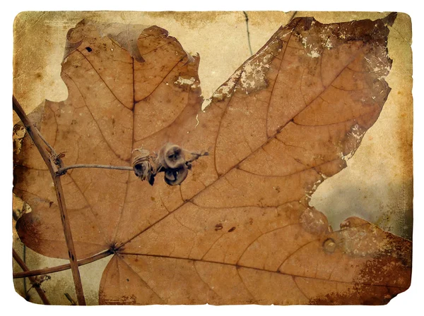 Осенний кленовый лист. Старая открытка . — стоковое фото