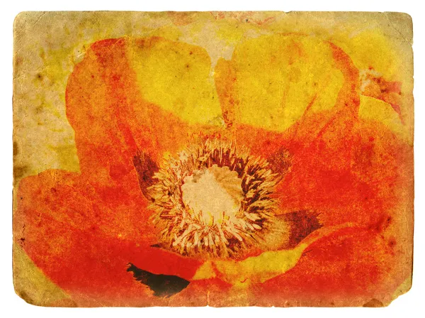 Red Poppy. Cartão postal antigo — Fotografia de Stock