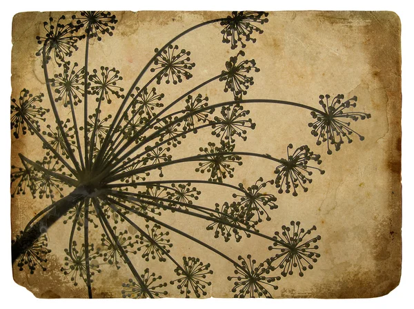 旧纸与花卉元素莳萝 — 图库照片
