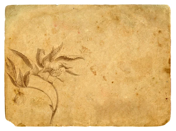 Eski bir kağıt grafik tarzı çiçek — Stok fotoğraf