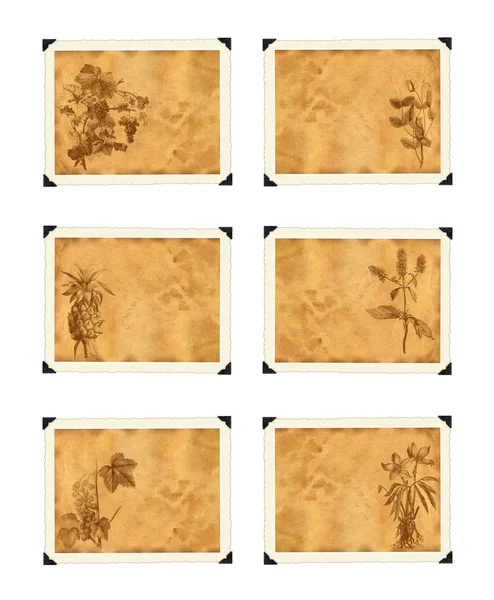 Altes Papier mit Pflanzen in Vintage-Grafik. — Stockfoto
