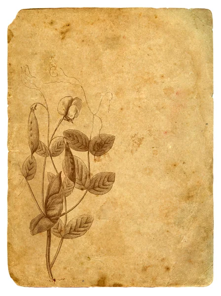 Peas - a flower and pod. Old postcard. — Stock Photo, Image
