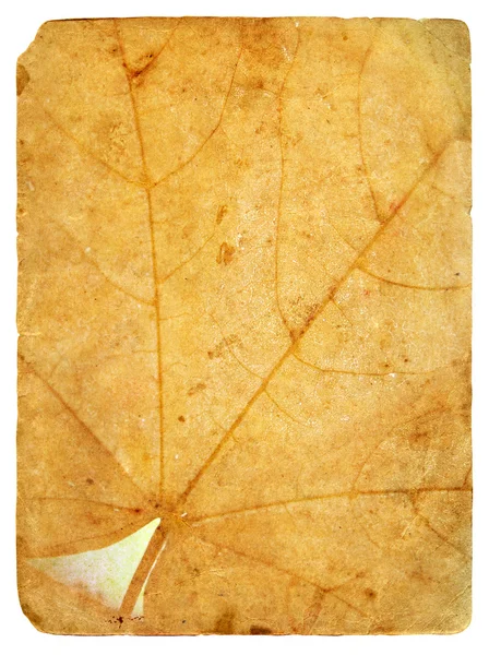 Autumn maple leaf. Old postcard. — Stock Photo, Image