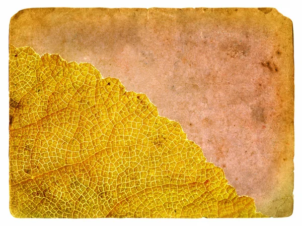 Jaro list. Stará pohlednice — Stock fotografie