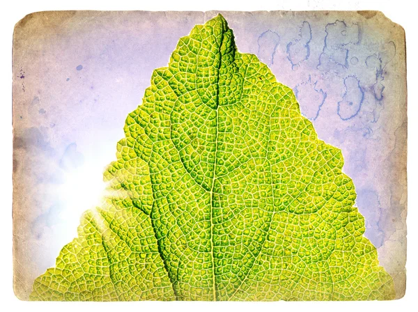 Lente groene blad. oude ansichtkaart. — Stockfoto