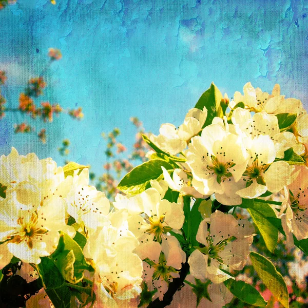 Vintage primavera texture sfondo — Foto Stock