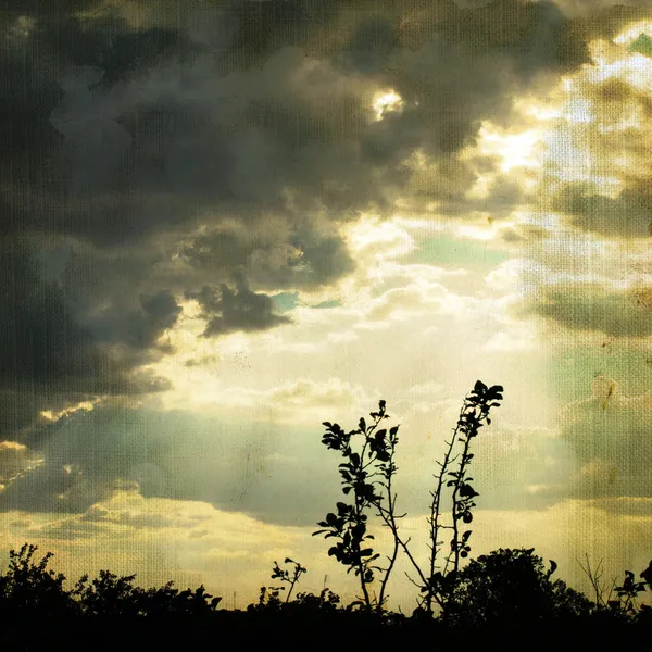 stock image Vintage background with plant and cloud.