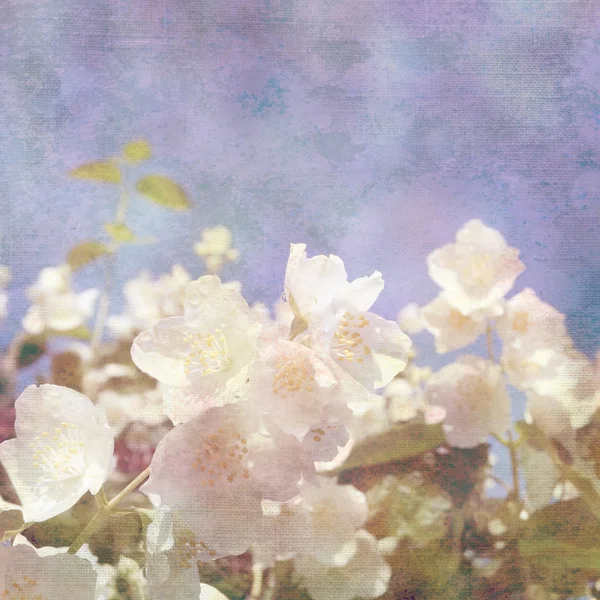 Background with flowers of jasmine — Stock Photo, Image