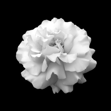 Black and white flower rose. clipart