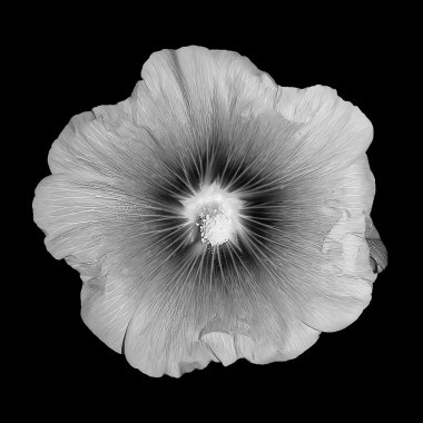 Black and white flower mallow. clipart