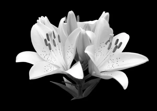 Black and white flower lily. — Stock Photo, Image