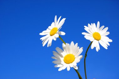 Fresh Daisy clipart