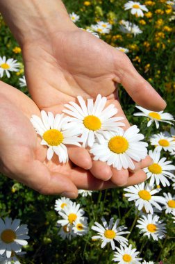 Hands holding a daisy clipart