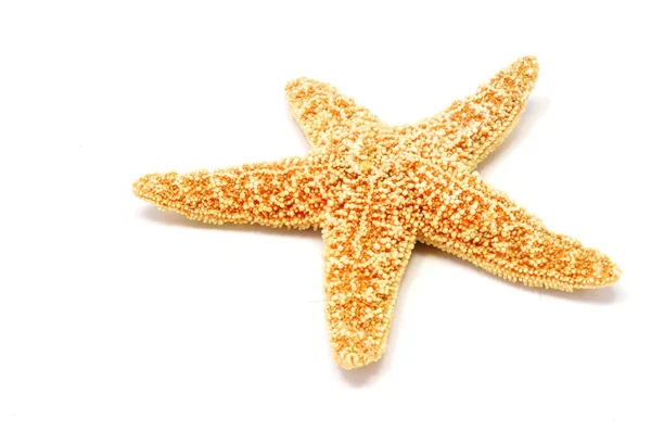 Морская звезда — стоковое фото