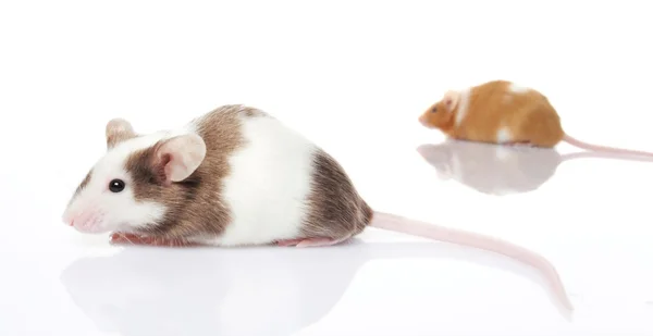 Mouses isolated — Stock Photo, Image