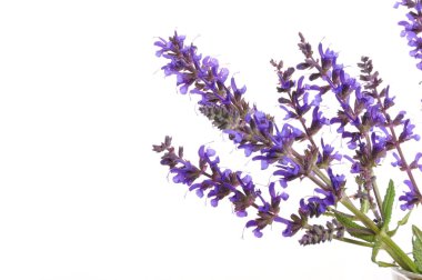 Lavender clipart