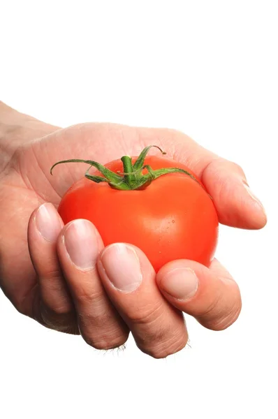 Hand met tomaat — Stockfoto