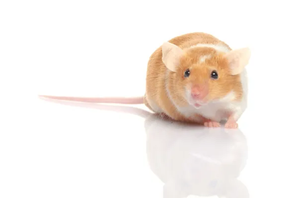 stock image Mouse isolated