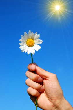 Hand holding a daisy clipart