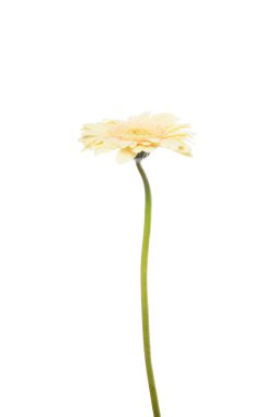 Gerbera