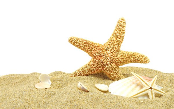 Seastar and sand bank isolated on white background