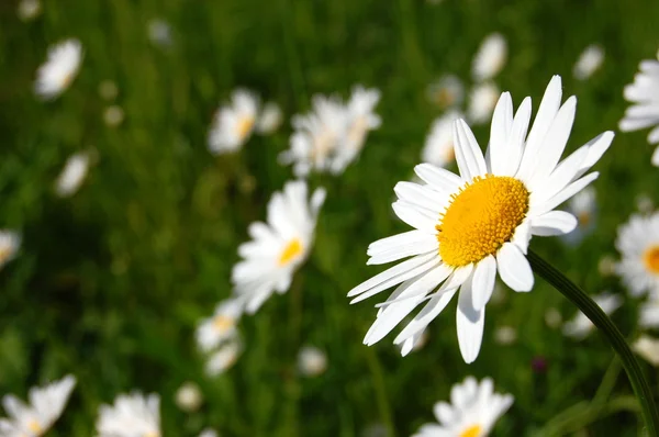 Daisy op een veld — Stockfoto