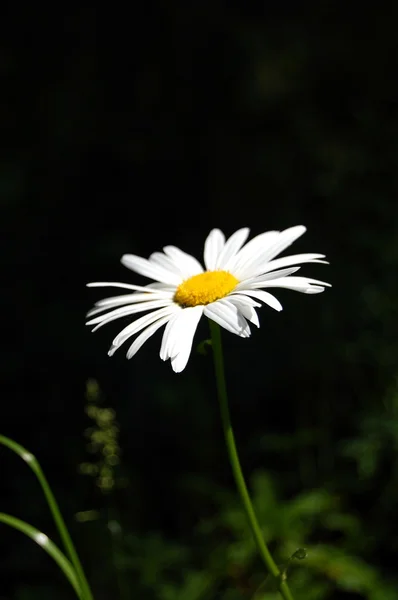 Daisy bir alanı — Stok fotoğraf