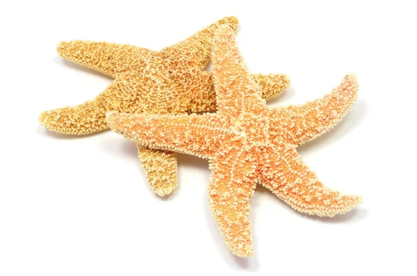 Θάλασσα-αστέρι — Φωτογραφία Αρχείου