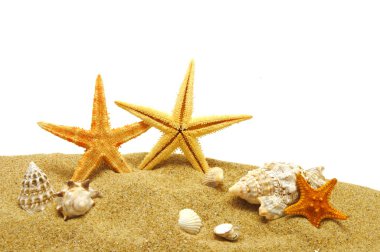 Seastar and sand bank clipart