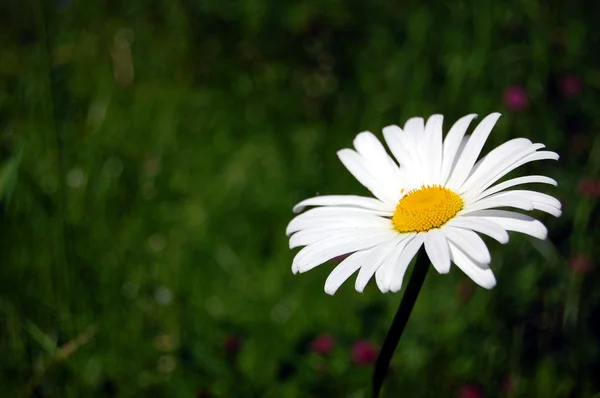 在一个字段上的雏菊 — 图库照片