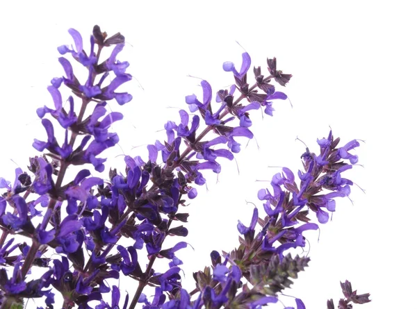 stock image Lavender