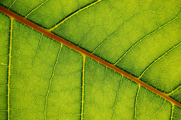 Textur des grünen Blattes — Stockfoto