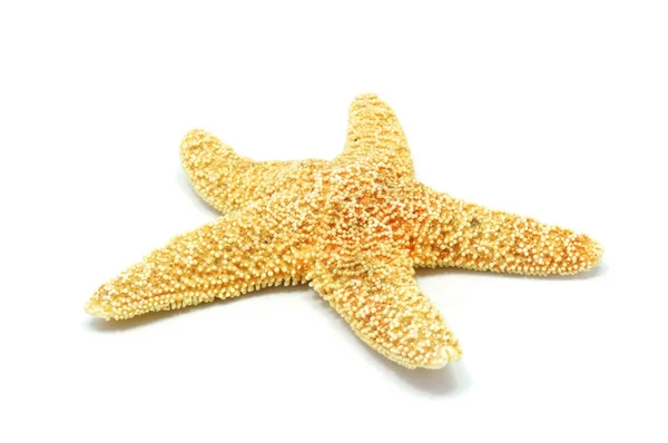Estrela do mar — Fotografia de Stock