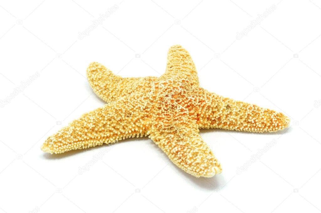 Sea-star