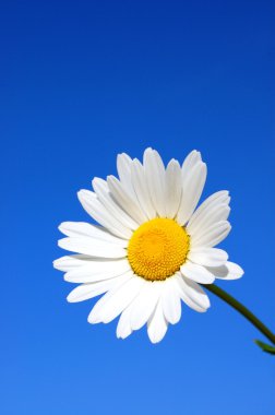 White Daisy clipart