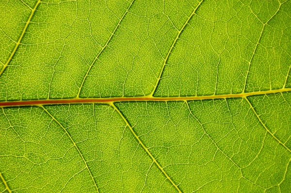 Textura da folha verde — Fotografia de Stock