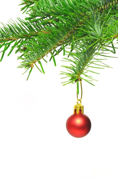Vánoční větev s míčem — Stock fotografie