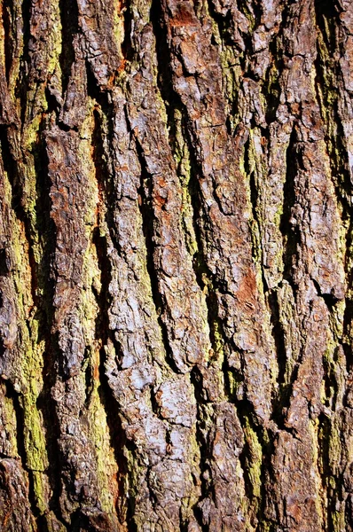 stock image Tree texture