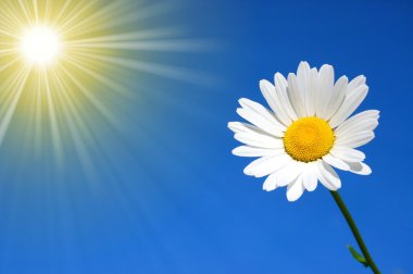 Daisy in front of the blue sky clipart