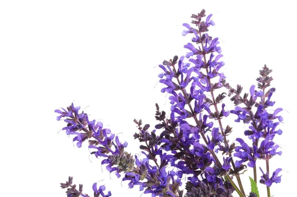 stock image Lavender