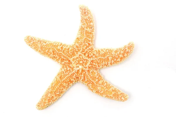 Deniz yıldız — Stok fotoğraf