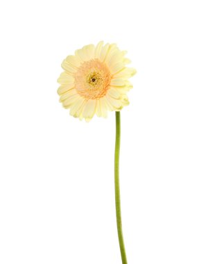 Gerbera