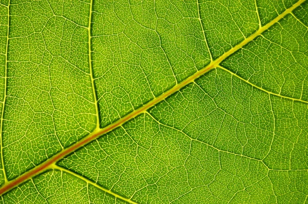 Textuur van groen blad — Stockfoto