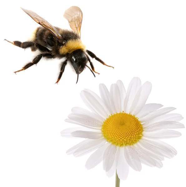 大黄蜂和花朵 — 图库照片