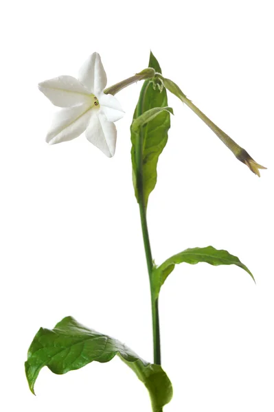 Tobacco flower — Stock Photo, Image