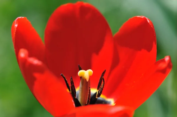 Červené tulipány na záhon — Stock fotografie