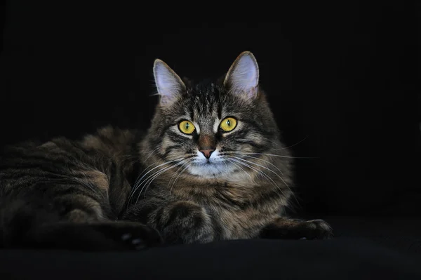 Kedi Gözü — Stok fotoğraf