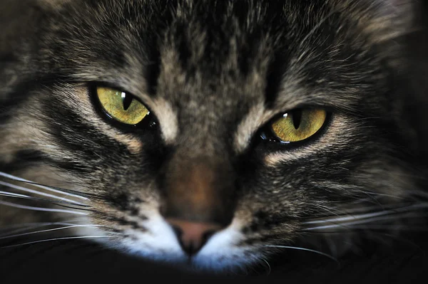 Кішка очі — стокове фото