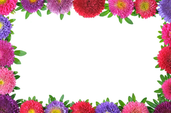 Cadre floral aster coloré — Photo
