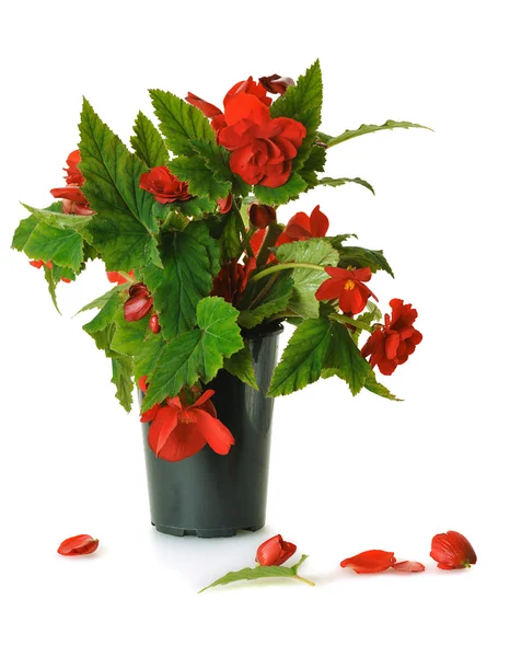Begonia roja fotos de stock, imágenes de Begonia roja sin royalties |  Depositphotos